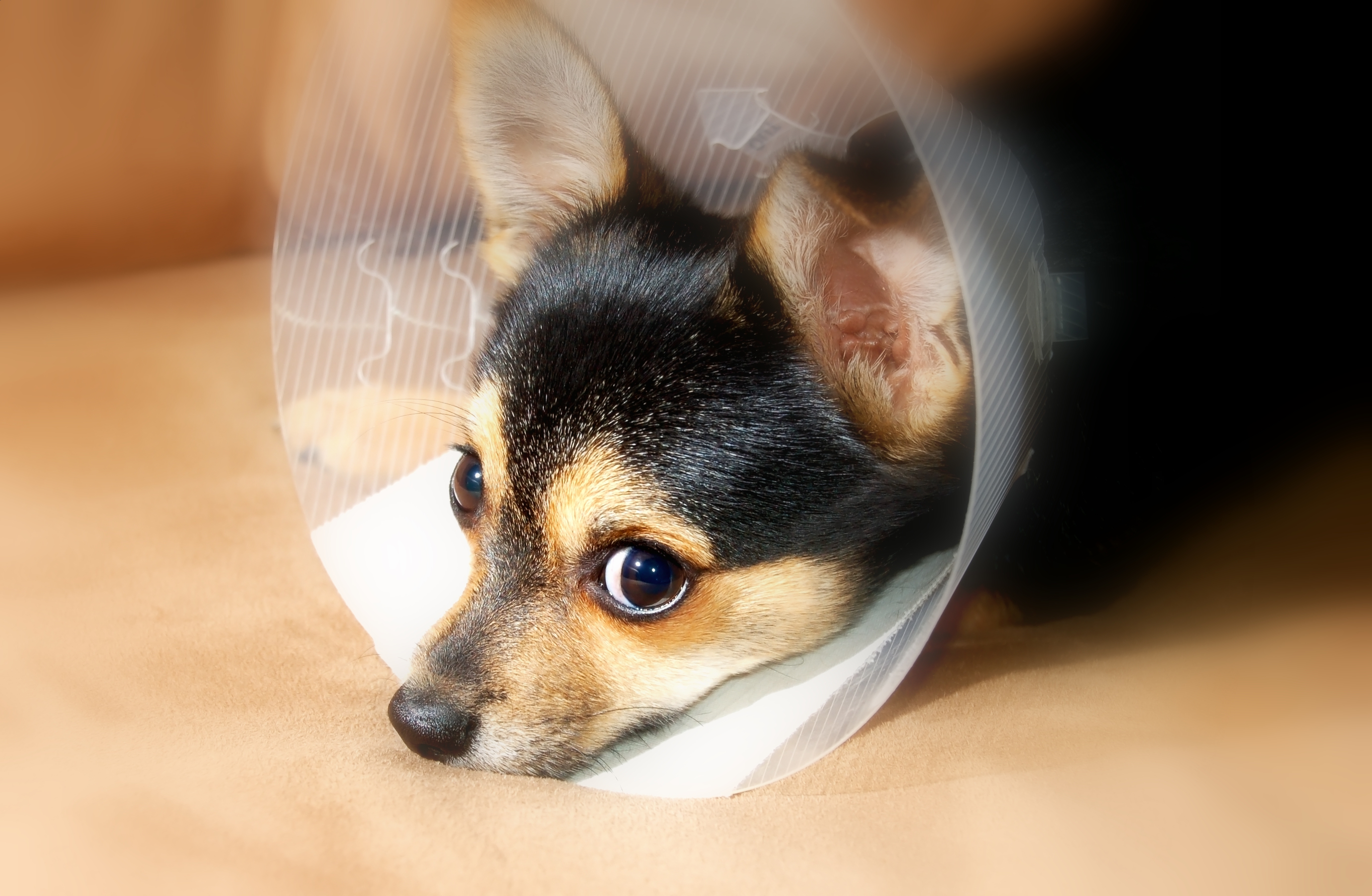 Paraveterinair